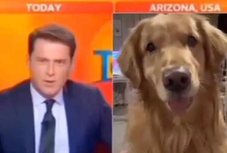 VIDEO_ Perro aparece accidentalmente en entrevista de noticiero; así reaccionó el presentador