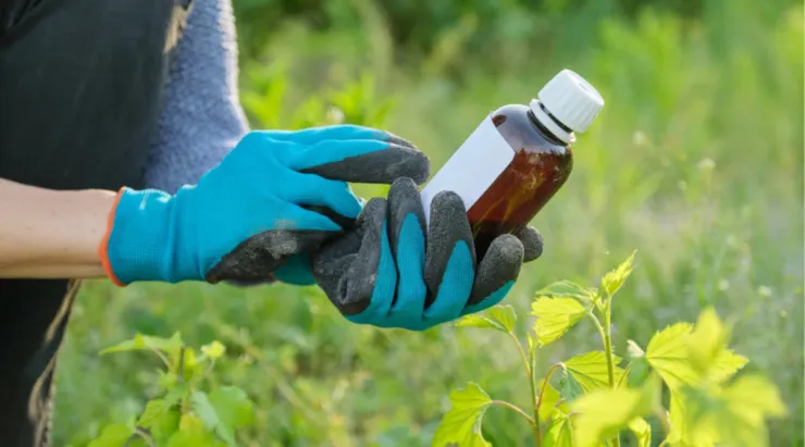 ¿Cómo preparar un insecticida con vinagre blanco y canela? Esta es la fórmula