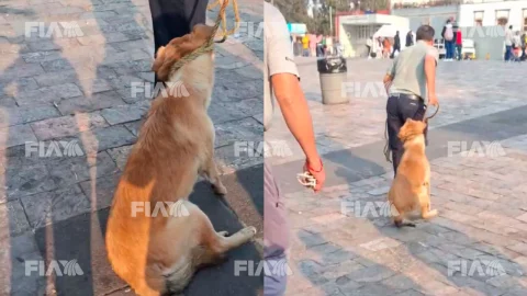 Perritos peregrinos sufren maltrato por trabajadores de la Basílica de Guadalupe