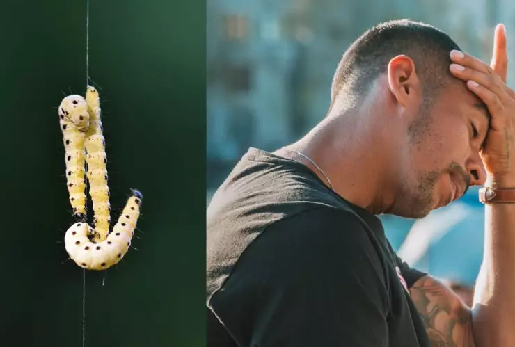 Confirman segundo caso de gusano barrenador en México