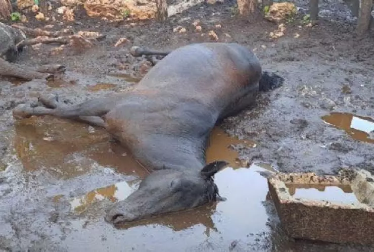 caballos sin vida rancho tizmin