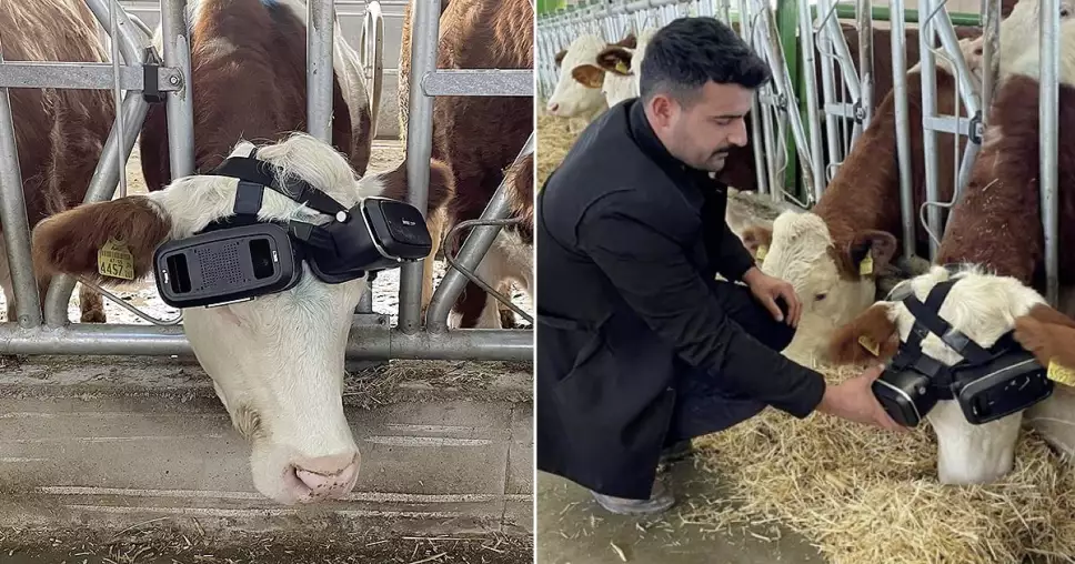 Vacas, realidad virtual, gafas 1.jpg