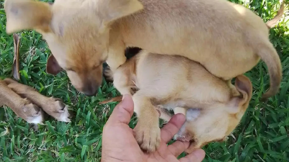 ADOPTA UN PERRITO EN CANCUN