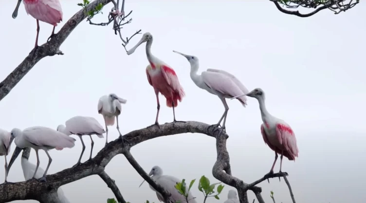 Descubre las Áreas Naturales Protegidas de México, CONANP .jpeg
