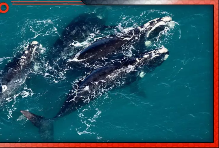 Hallan 15 ballenas muertas en Argentina