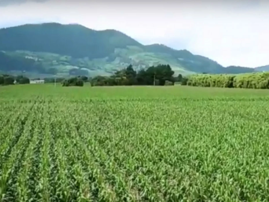 Localización de campos de cultivo