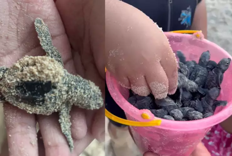 Así se vivió una EMOTIVA liberación de tortuguitas en las Dunas de Sisal