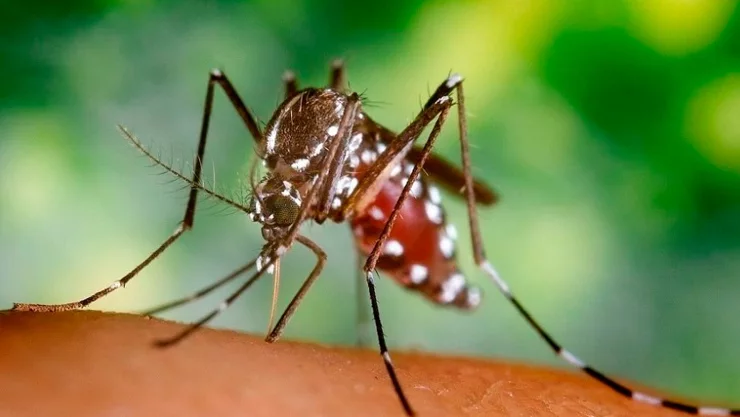 ¡Cuidado con el dengue! Aprende a identificar al mosquito transmisor con estos tips