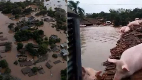VIDEO Ciclón en Brasil causa inundaciones en Rio Grande do Sul; animales se refugian en techos