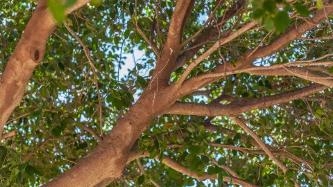 El ficus benjamina es una gran alternativa para aquellos que buscan un árbol que provee sombra