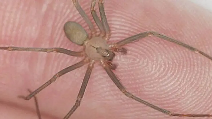 ¿En qué estados habita la araña violinista en México?