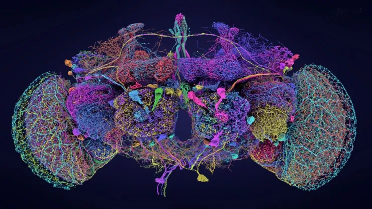 Científicos de Princeton completan el primer mapa cerebral de una mosca de la fruta