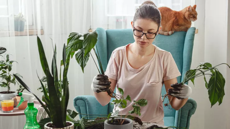 cambiar plantas de lugar