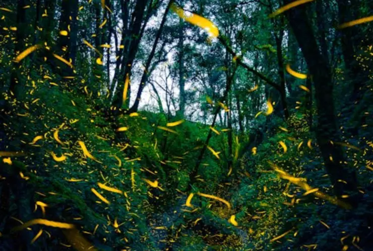 Vive el avistamiento de luciérnagas en Santa Rita Tlahuapan este 2025: Fecha y actividades