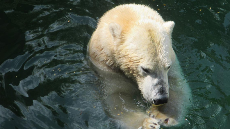 Subespecie de osos polares en Groenlandia
