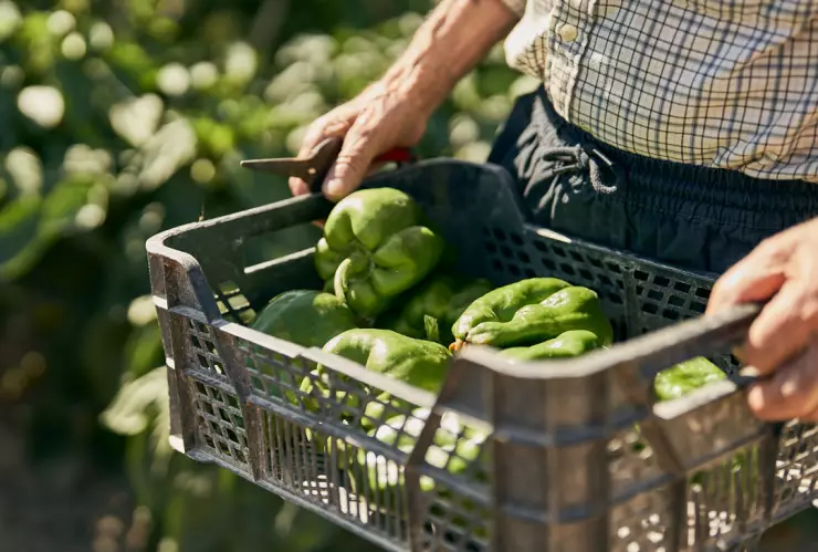Nueva vacante en agricultura que paga 150 mil pesos al mes
