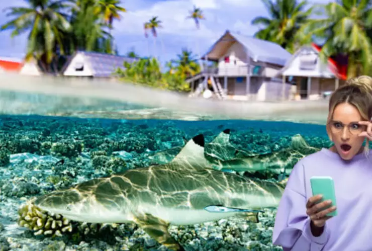 Las playas de Nayarit donde es más probable que te salga un tiburón