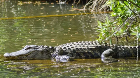 Cocodrilo