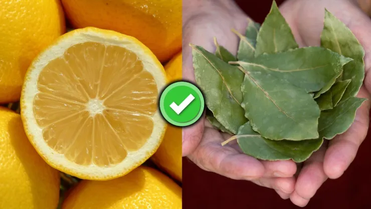 /estilo-de-vida/hojas-laurel-limon-aromatizante-natural-relajante