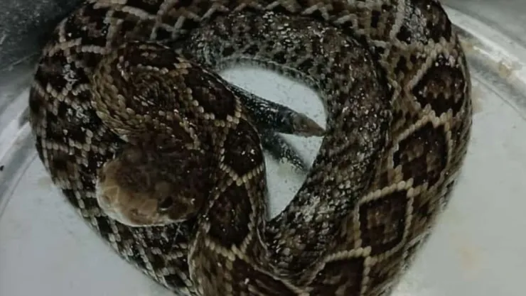 Capturan enorme y venenosa víbora de cascabel sobre la Rotonda de los Ilustres