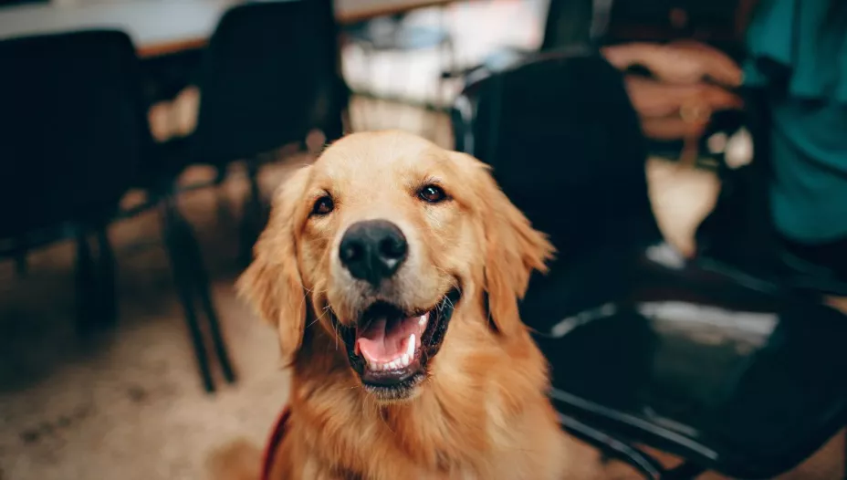 ¿Cómo hacer que tu perrito tenga una vida feliz?