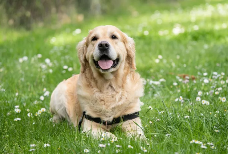 Conoce a la perrita Molly, experta en localiza narcóticos en operativos.