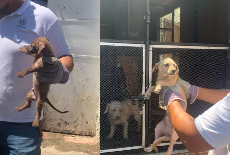¡Más maltrato animal! Vivían 40 perritos en una vivienda de la colonia Artesanos