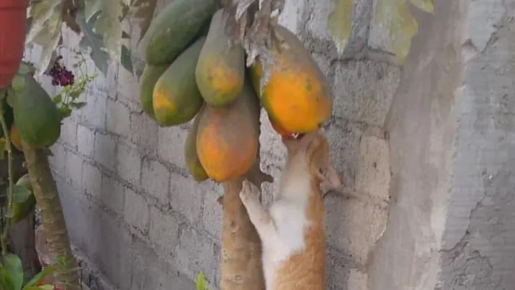 viral gatito