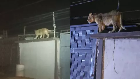 Capturan a leona suelta en Ampliación Felipe Ángeles en Ciudad Juárez