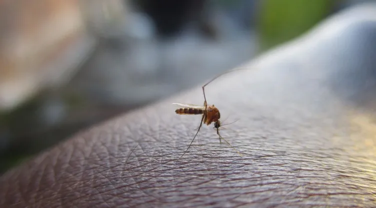 /estilo-de-vida/que-debes-poner-casa-evitar-mosquitos-lluvias