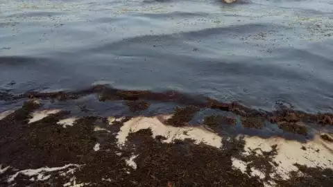 sargazo cancun playas.jpg