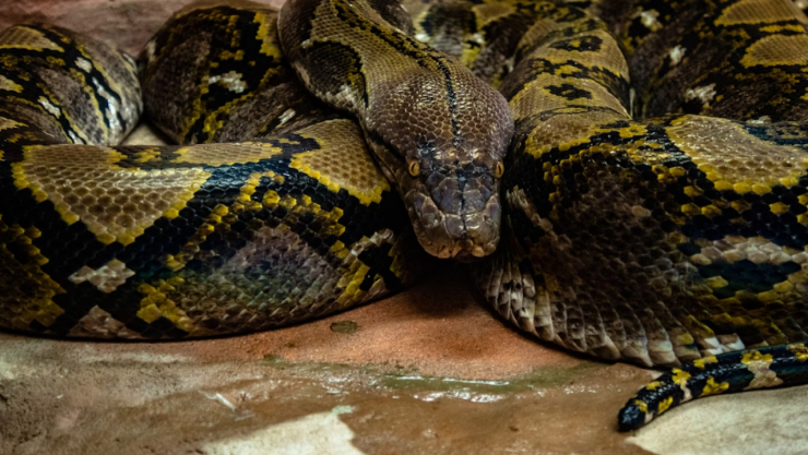 Anaconda le quita la vida a hombre.