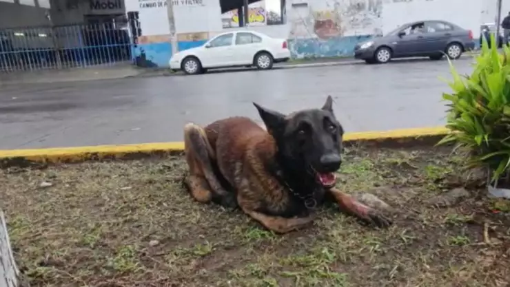 Perro atropellado en Veracruz.