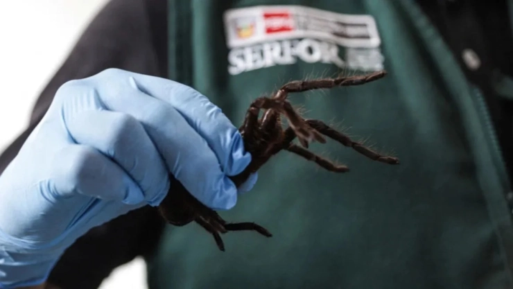 Hombre detenido con tarántulas y otros insectos en el aeropuerto de Perú