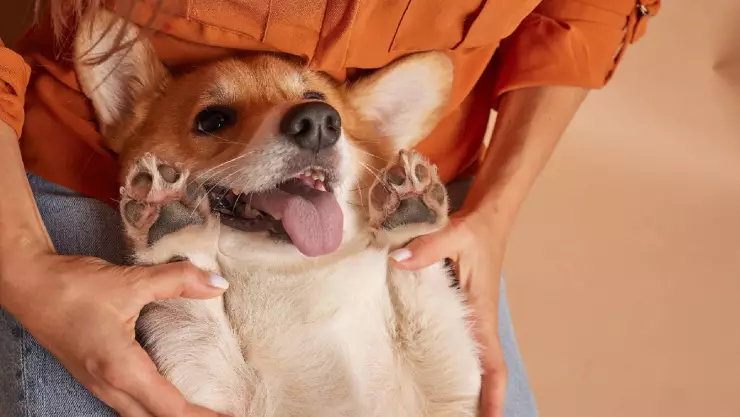 La due&ntilde;a levanta las patitas de su perrito 