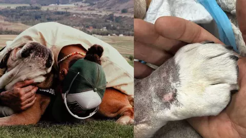 Roscoe, el querido bulldog de Lewis Hamilton, muere a las 12 años: Esto dijo el piloto de la F1 tras su pérdida