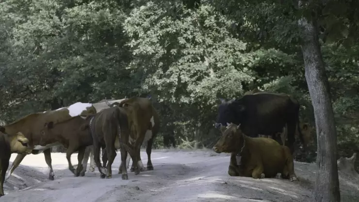 caballos y vacas sueltos