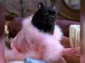 salem-saberhagen-sabrina-la-bruja-adolescente