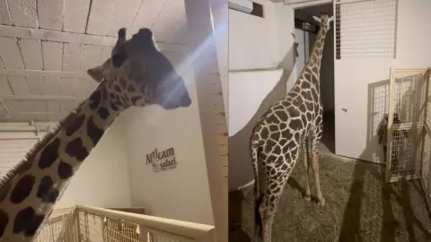 VIDEO_ Así fue la llegada de la Jirafa Benito al Africam Safari de Puebla