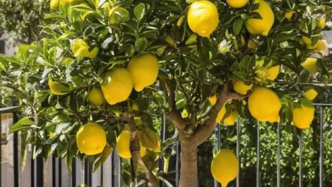 4 plantas que debes poner en tu terraza si quieres que luzca acogedora y hermosa