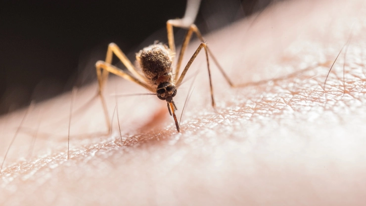 EU-aprueba-primera-vacuna-contra-el-virus-del-chikungunya