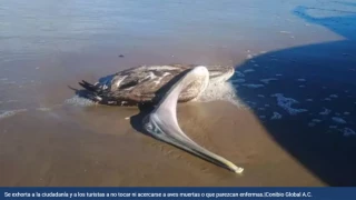 Gripe aviar gaviotas muertas.png