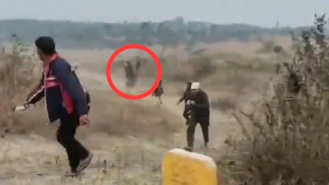 Selfie mortal: turista fallece al acercarse a elefante en India