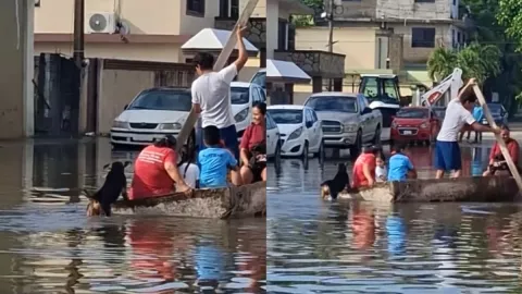 /al-extremo/perro-sensacion-redes-sociales-ayudando-salvar-vidas-tamaulipas-video-pb-notas