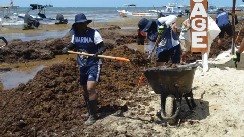 El Sargazo llega a las Playas de Quintana Roo: Esto se sabe de la alga en el Caribe Mexicano