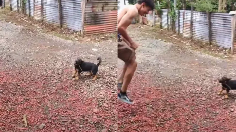 Perrito sostiene la soga para que su dueño salte.jp