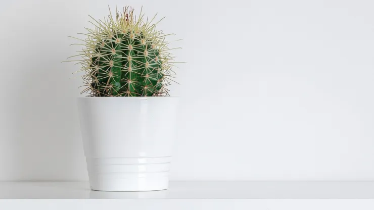 plantas