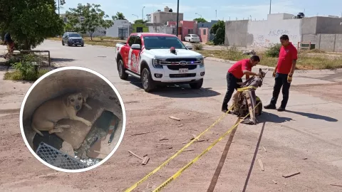Rescatan perro atrapado en alcantarilla en Mazatlán