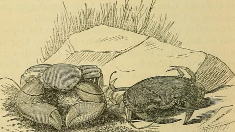 The book of the aquarium and water cabinet