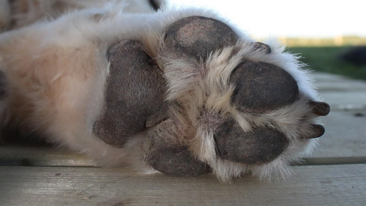 envenenamiento masivo ixtacuixtla tlaxcala